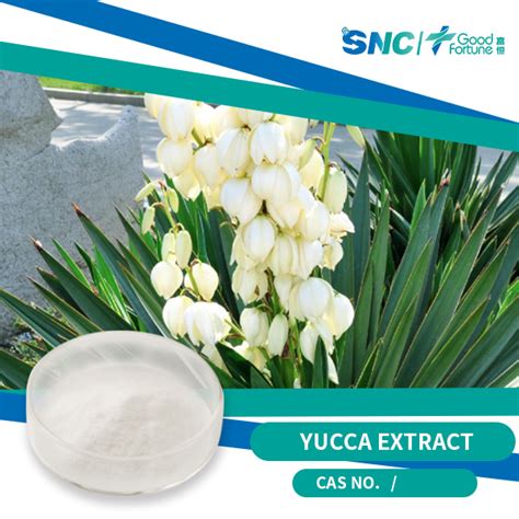  Yucca Root Extract - An Underappreciated Powerhouse for Food and Cosmetics?